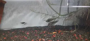 Peacockbass