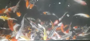 SL Koi Fish