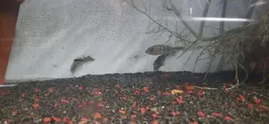 Peacockbass