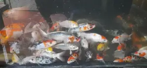 SL Koi Fish