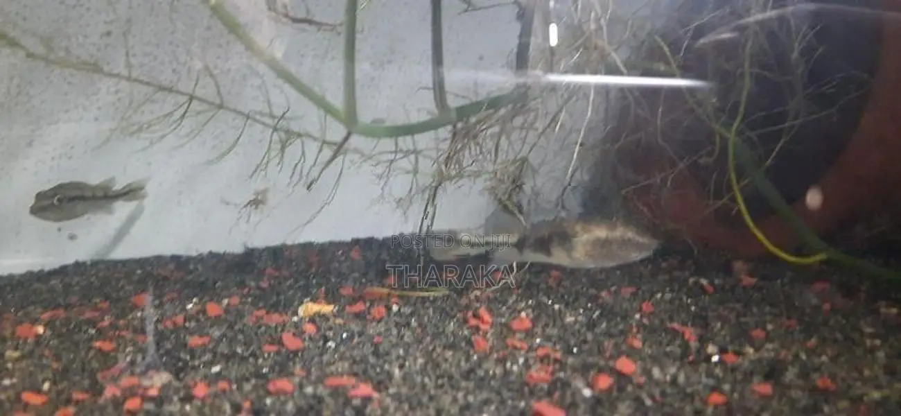 Peacockbass