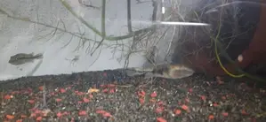Peacockbass