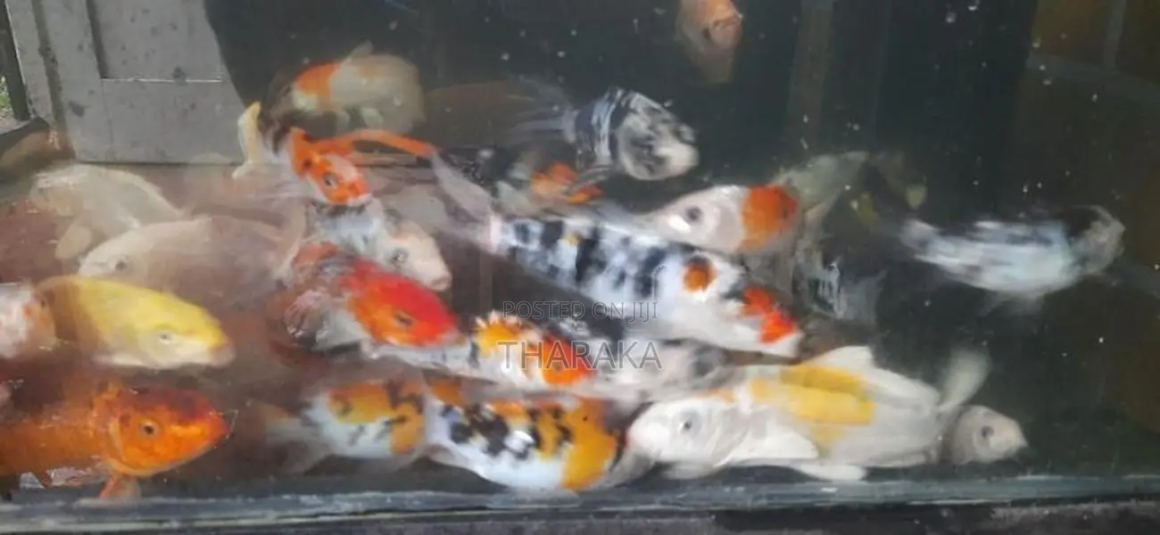 SL Koi Fish