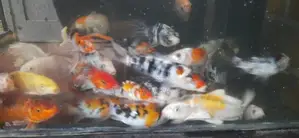 SL Koi Fish
