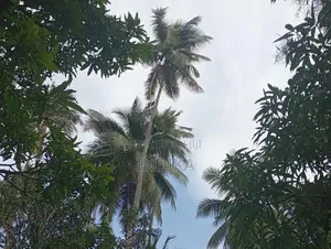 Coconut Land with House for Sale Negombo