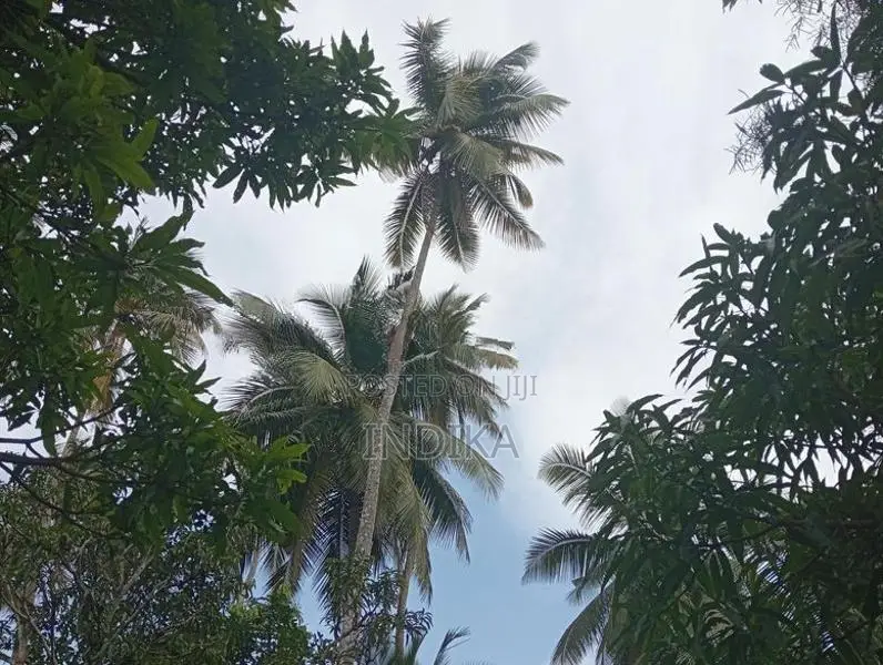 Coconut Land with House for Sale Negombo