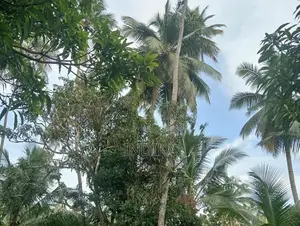 Coconut Land with House for Sale Negombo