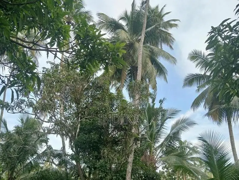 Coconut Land with House for Sale Negombo