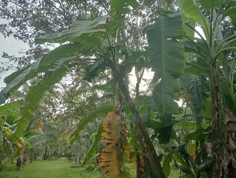 Coconut Land with House for Sale Negombo