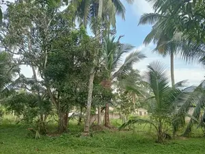 Coconut Land with House for Sale Negombo
