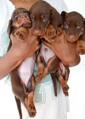 Dachshund Puppies