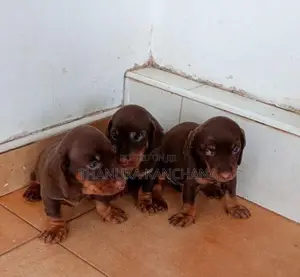 Dachshund Puppies