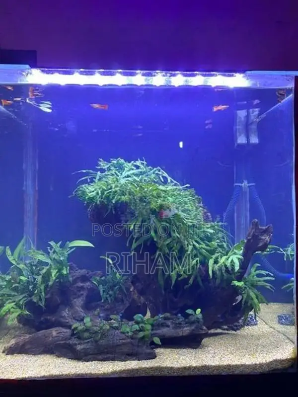 Fish Tank with