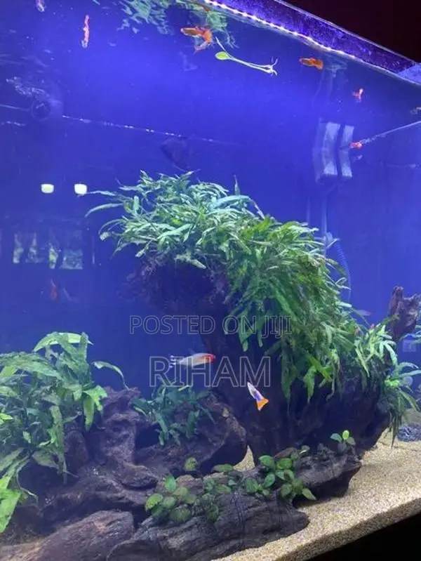 Fish Tank with