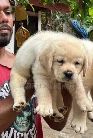 Labrador Puppy