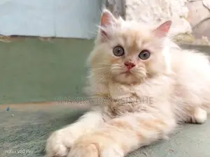 Persian Cat