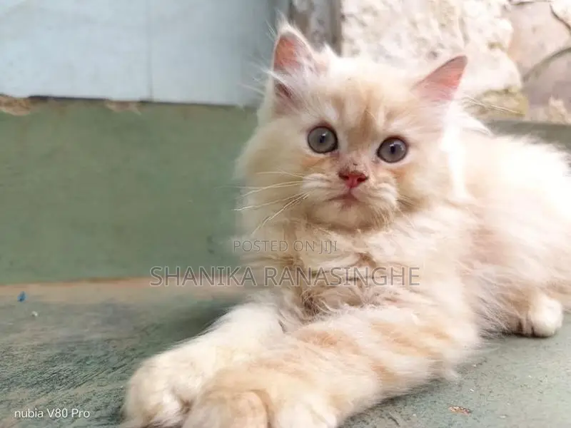Persian Cat