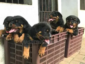 Rottweiler Puppy