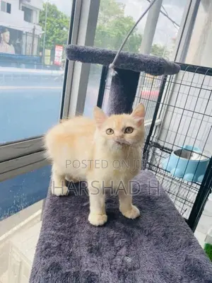 Persian Cat