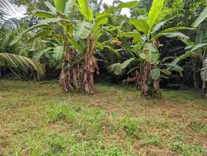 Land for sale in Nittambuwa