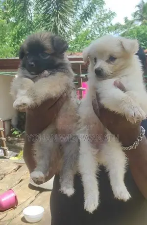 Lion Pomeranian Puppies