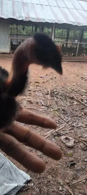 Naked Neck Chick