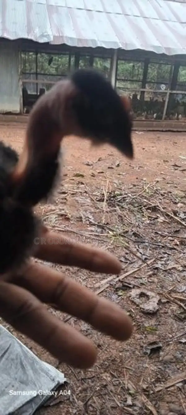 Naked Neck Chick