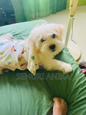 Shih Tzu Puppy