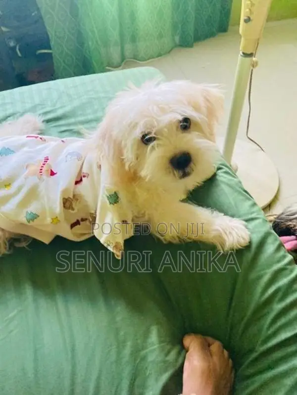 Shih Tzu Puppy