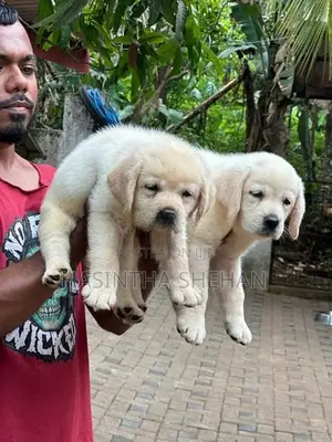Labrador Puppy