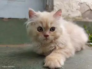 Persian Cat