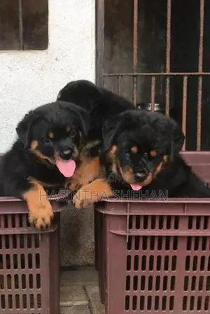 Rottweiler Puppy