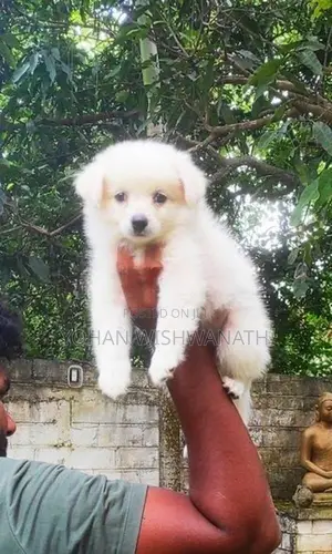 Lion Pomeranian Puppies