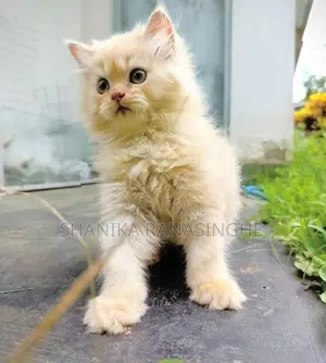 Persian Cat