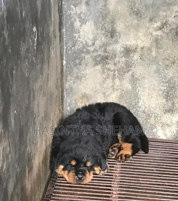 Rottweiler Puppy
