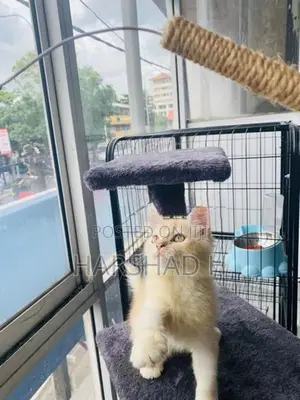 Persian Cat