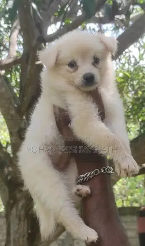 Lion Pomeranian Puppies