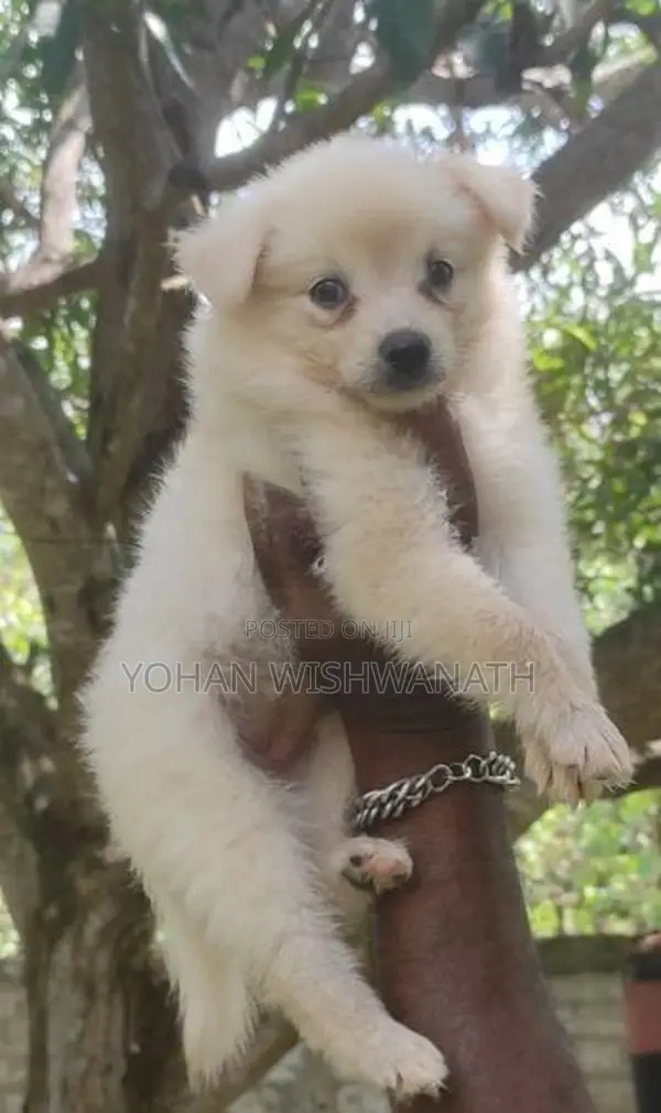 Lion Pomeranian Puppies