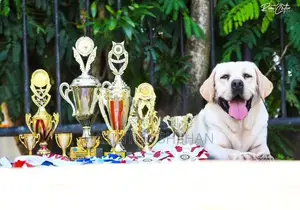 Labrador Puppy
