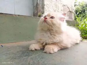 Persian Cat