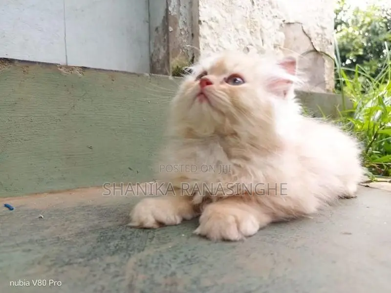 Persian Cat