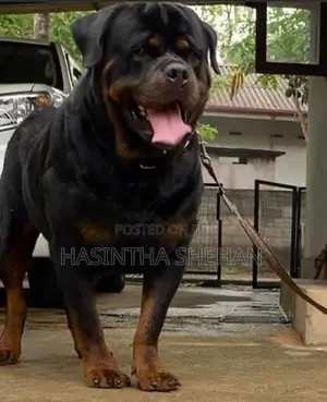Rottweiler Puppy