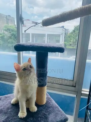 Persian Cat