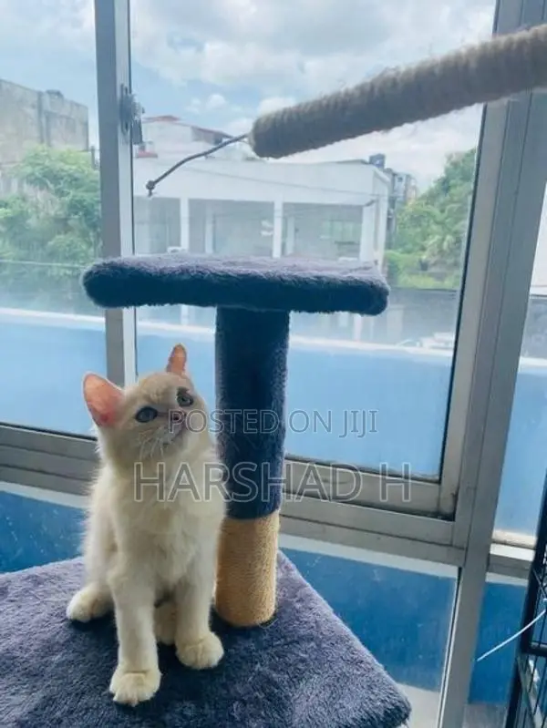 Persian Cat