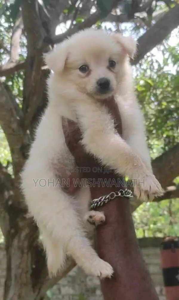 Lion Pomeranian Puppies