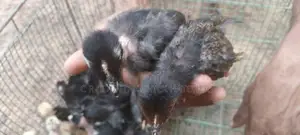 கழுத்து வெட்டிகோழி குஞ்சு