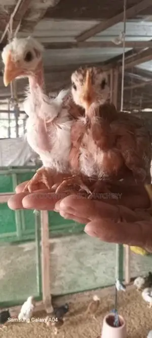 Naked Neck Chick