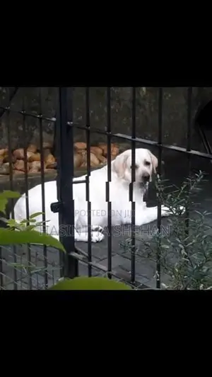Labrador Puppy