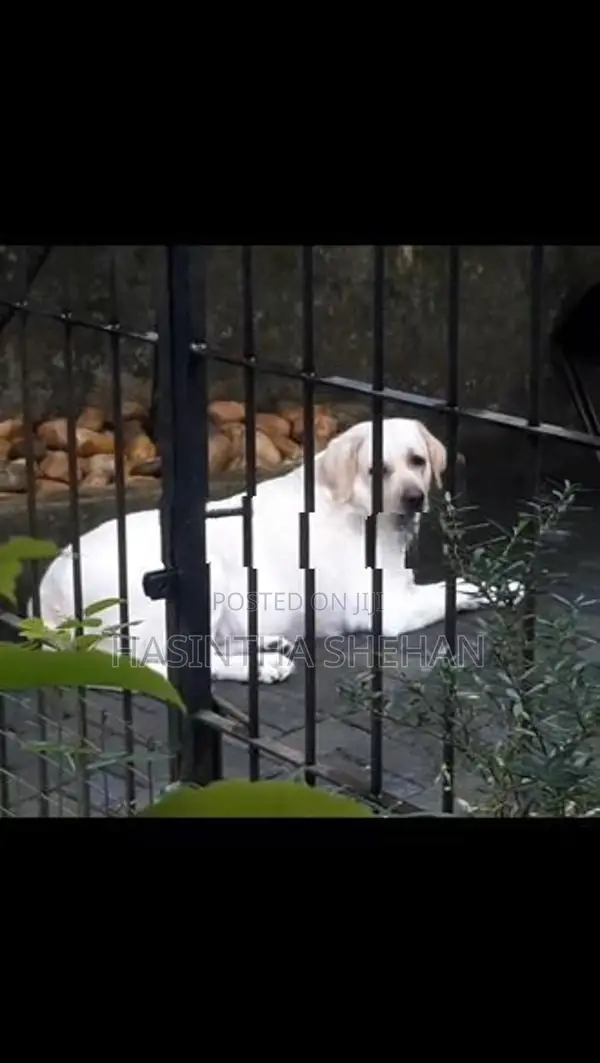 Labrador Puppy