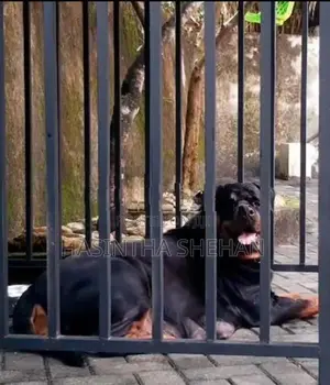 Rottweiler Puppy